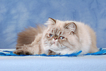 Perser Colourpoint / persian colourpoint