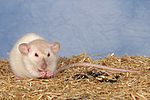 Dumboratte / rat