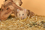 Goldhamster / golden hamster