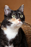 Hauskatze Portrait / domestic cat portrait