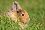 junges Löwenköpfchen / young lion-headed rabbit