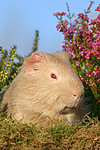 Satinmeerschwein / guninea pig