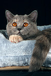 Britisch Kurzhaar / british shorthair