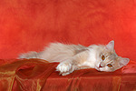 Norwegische Waldkatze / norwegian forestcat