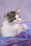 Maine Coon Kätzchen / maine coon kitten