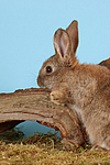 Kaninchen / rabbit