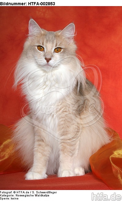 Norwegische Waldkatze / norwegian forestcat / HTFA-002853