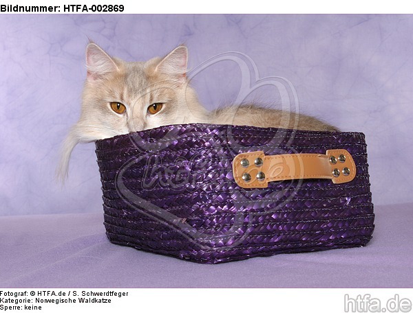 Norwegische Waldkatze / norwegian forestcat / HTFA-002869