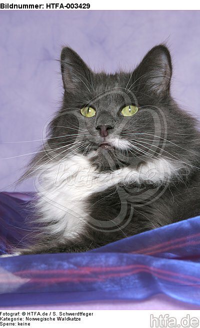Norwegische Waldkatze / norwegian forestcat / HTFA-003429