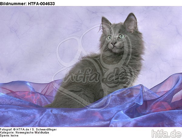 Norwegische Waldkatze Kätzchen / norwegian forestcat kitten / HTFA-004633