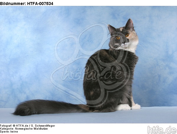 Norwegische Waldkatze / norwegian forestcat / HTFA-007534