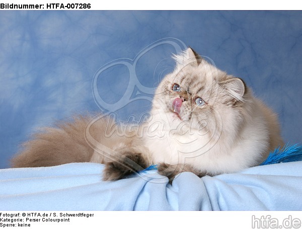 Perser Colourpoint / persian colourpoint / HTFA-007286