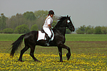 Friese / frisian horse