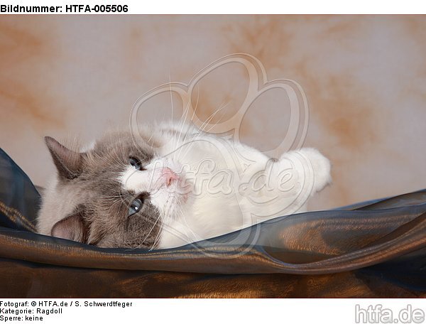 Ragdoll / HTFA-005506