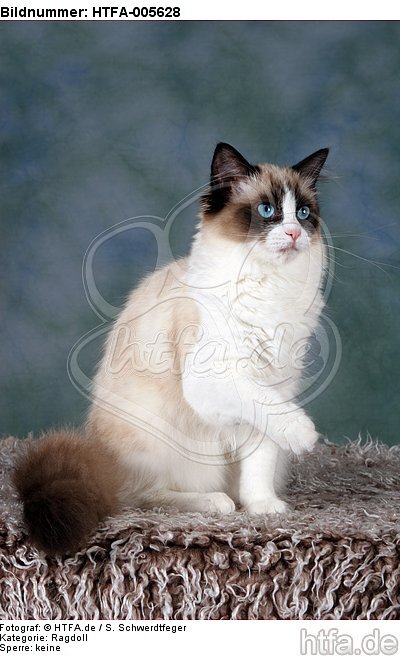 Ragdoll / HTFA-005628