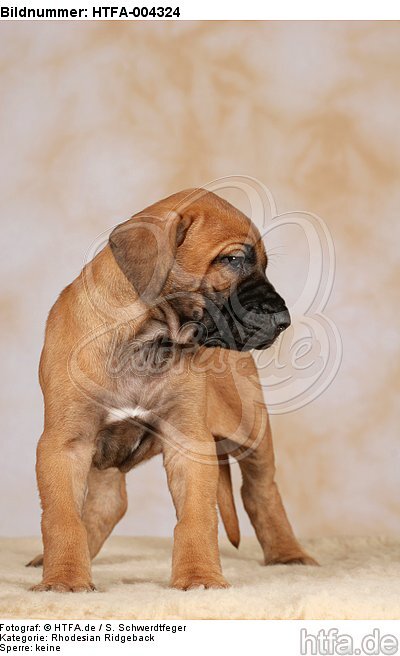 Rhodesian Ridgeback Welpe / rhodesian ridgeback puppy / HTFA-004324