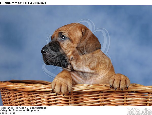 Rhodesian Ridgeback Welpe / rhodesian ridgeback puppy / HTFA-004348