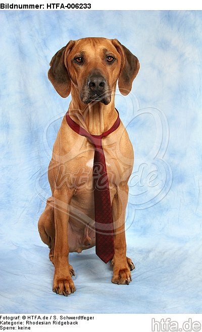 Rhodesian Ridgeback / HTFA-006233
