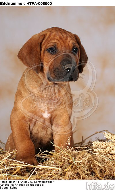 Rhodesian Ridgeback Welpe / rhodesian ridgeback puppy / HTFA-006500