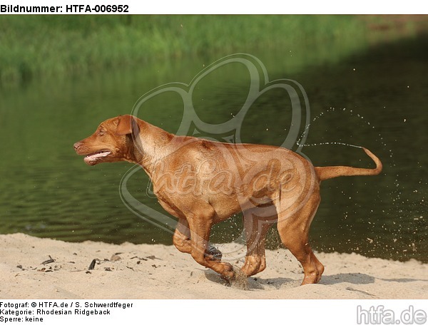 Rhodesian Ridgeback / HTFA-006952