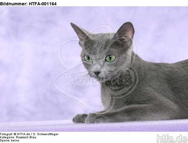 liegende Russisch Blau / lying russian blue / HTFA-001164