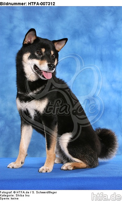 Shiba Inu / HTFA-007312