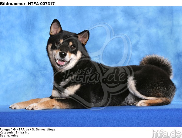 Shiba Inu / HTFA-007317