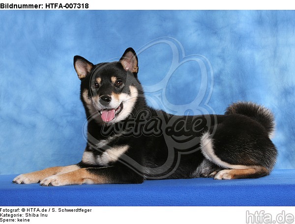 Shiba Inu / HTFA-007318