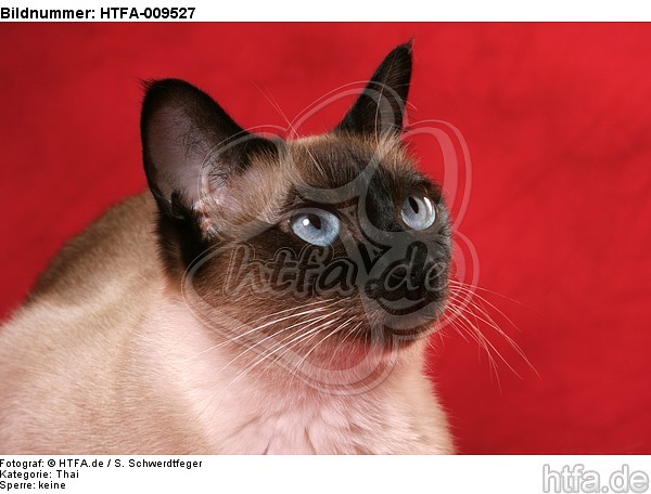 Thaikatze Portrait / thai portrait / HTFA-009527