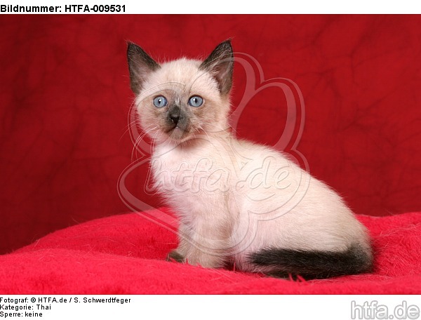 sitzendes Thai Kätzchen / sitting thai kitten / HTFA-009531