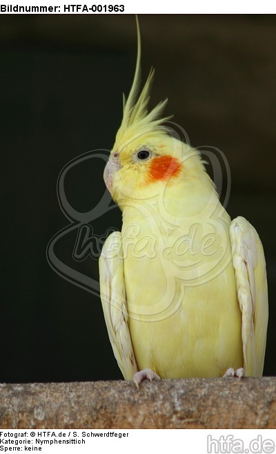 Nymphensittiche / cockatiels / HTFA-001963