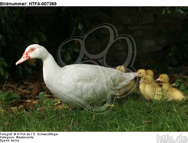 Warzenenten / muscovy ducks / HTFA-007369
